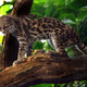 Illustration for article titled Caturday - Leopardus wiedii Edition